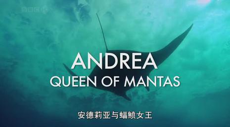 自然世界：安德莉亚蝠鲼女王