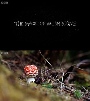 魔力蘑菇